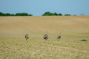 salemer see2017-05
