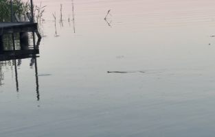 Ringelnatter im Woblitzsee